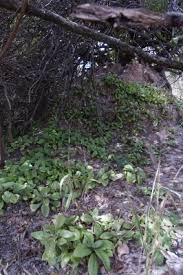 Image result for Kalanchoe crenata