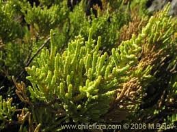Image result for Fabiana imbricata