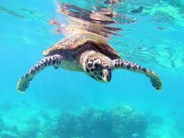 Per garantire un futuro alle nostre acque e a chi le abita, è necessaria un'azione ampia e su più in occasione della giornata mondiale degli oceani 2020, l'associazione ambientalista propone un blue recovery plan, una serie di priorità e. Giornata Mondiale Degli Oceani L Italia Aderisce Al Progetto 30by30 Corriere It