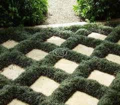 Dwarf Mondo Grass 50 Bare Root Plants Dwarf Mondo Grass Mondo Grass Monkey Grass