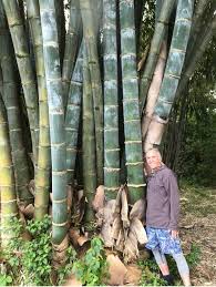 See full list on hunker.com Bezona Column Bamboo Can Teach Us About Healing West Hawaii Today