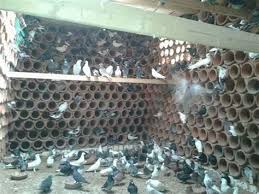 سعر جوز الحمام الهزاز بالسوق المصري حوالي 120 جنيه مصري. 0 Ey5jvspqf M