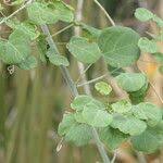 Image result for Adenia gummifera