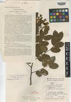 Image result for Cassia agnes