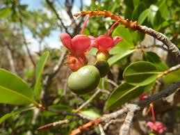 Image result for Ochna pulchra