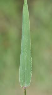Image result for Urochloa platynota