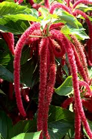 Image result for Acalypha fimbriata