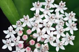 Image result for Asclepias graminifolia