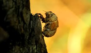 Î‘Ï€Î¿Ï„Î­Î»ÎµÏƒÎ¼Î± ÎµÎ¹ÎºÏŒÎ½Î±Ï‚ Î³Î¹Î± Cicada shell