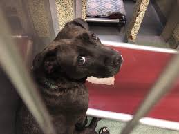 Qualität & sicherheit aus deutschland. Juniper The Shelter Dog Adoptjuniper Twitter