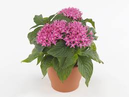 Image result for Pentas longiflora