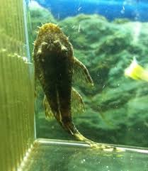 Other fish that live longer include loaches, such as the clown loach and weather loach, which often live 10 to 15 years. Aquarium Plecostomus Catfish Care Guide Pleco Fish