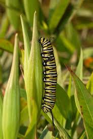 A Monarch Butterfly Danaus Plexippus Caterpillar Feeding On A Leaf Of The Swamp Milkweed Asclepias Monarch Butterfly Monarch Caterpillar Asclepias Incarnata