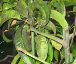 Under conditions not well understood, tomato plants infected with this streak virus develop brown. à¤†à¤® à¤• à¤«à¤¸à¤² à¤• 6 à¤ª à¤°à¤® à¤– à¤° à¤— à¤µ à¤‰à¤¨à¤• à¤ª à¤°à¤¬ à¤§à¤¨ Krishisewa