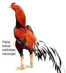 Hasil gambar untuk ayam bangkok