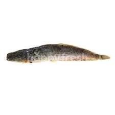 Afrikaans word albanian word arabic word bengali word chinese word croatian word czech word danish word dutch word english word finnish word french word german word greek word hindi word hungarian word icelandic word. Beli Catfish Ikan Keli Dari Lotus S Happyfresh