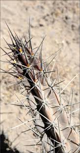 I would also put plants with sharp spines or needles away from edges for your safety and folks walking by. The Cacti Of Franz Meyen From His Around The World Voyage 1830 1832