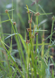 Image result for Schoenoplectiella senegalensis