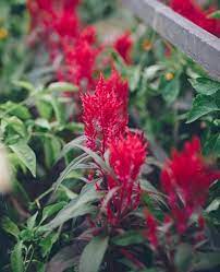 Celosia Dragon S Breath Is A Staple In P Allen Smith S Zone 7b Garden Because Year After Year It Consistently Per Long Lasting Flower Gardening Zones Garden