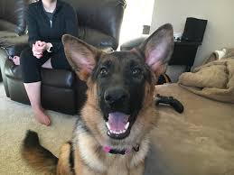 See more ideas about german shepherd puppies, german shepherd puppies training, puppies. Training A German Shepherd Puppy To Focus To Help Her Behavior Dog Gone Problems