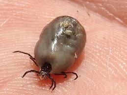 Get hold of the tick with your tweezers as close to your dog's skin as possible. I Live In California And Pulled This Tick Off Of My Dog Does Anyone Know If It S A Deer Tick Or A Dog Tick Just Worried About Lyme Disease Whatsthisbug