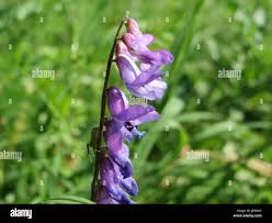 Image result for Indigofera monantha