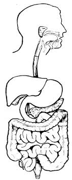 Digestive System Coloring Page Human Digestive System Digestive System Worksheet Human Body Systems
