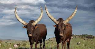 Ramaphosa is an ankole cattle breeder and in 2017 one of his prize bulls sold for a whopping r640 000 at auction. President Ramaphosa S Cattle Exhibited In Johannesburg Huffpost Uk