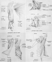 The Human Cervical Myotomes Functional Anatomy Studied At