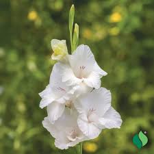 Image result for Gladiolus decoratus