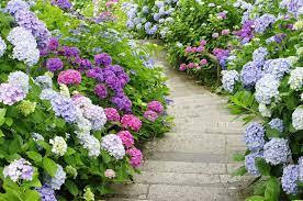 Hortensien (hydrangea) wachsen vorwiegend als sträucher und halbsträucher, wobei es immergrüne und laub abwerfende sorten gibt. Hortensie Bluht Nicht 2 Tipps