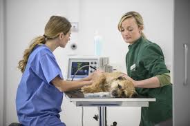 Per hour the average salary for a veterinary assistant is $13.81 per hour in the united states. Veterinary Technicians Love What They Do