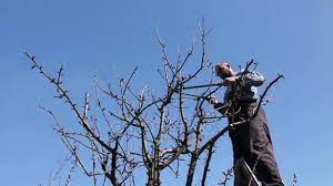 Fruit tree pruning is both an art and a science. Gardener Cutting Branches Pruning Fruit Trees Pruning Shears Orchardfarmer Pruning Video By C Roman023 Stock Footage 181463788