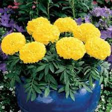 African Marigold Flower Garden Seeds Antigua Series F1 Yellow 1000 Seeds Annual Flower Gardening Seeds T Annual Flowers Marigold Flower Flower Garden