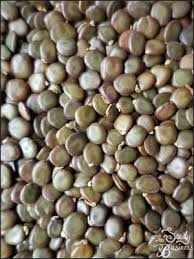 Image result for Acacia polyacantha