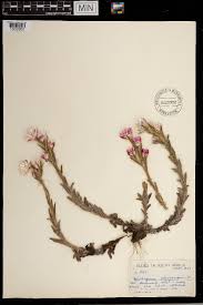 Image result for Helichrysum graniticola