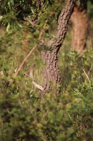 Image result for Faurea wentzeliana