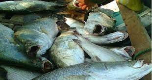 Ikan kakap putih yang berada di tambak lebih disukai. Ememge Blog Mancing Baramundi Kakap Putih