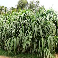 Image result for Cenchrus purpureus