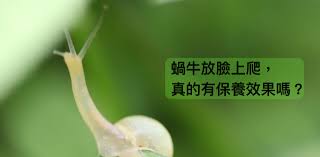 蝸牛之探討 2/7 壹 前言 蝸牛牠生長或成長的過程，牠在那麼小的殼裡怎麼生活，牠會不會像寄居蟹一像 換殼，還有他喜歡吃的食物是什麼，每次看到正在爬行的蝸牛，都覺得牠雖然爬 é€±æœ«é†«å­¸æ•…äº‹ è¸ç‰›é»æ¶²çœŸçš„å¯ä»¥ é¤Šé¡ç¾Žå®¹ å—Ž Hehoå¥åº·