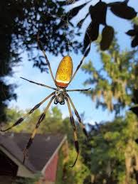 We did not find results for: Trichonephila Clavipes Banana Spider Usa Spiders