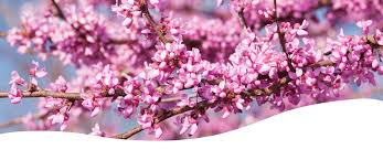 We did not find results for: The Best Shade Trees For Iowa Ted Lare Design Build