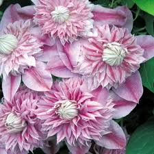 How to plant josephine clematis. Clipartflowersclematis Clematis Flower Blooming Plants Beautiful Flowers