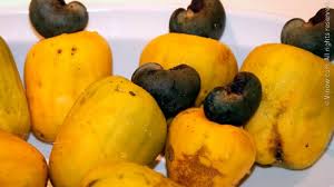 Commonly referred to as star fruit in reference to its unusual shape. Virgin Islands Local Fruits Virgin Islands