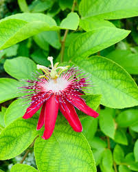 Image result for Passiflora caerulea