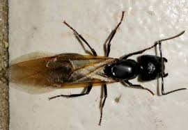 We did not find results for: Carpenter Ants Lakewood Exterminating