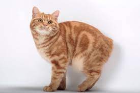 Manx International Cat Care