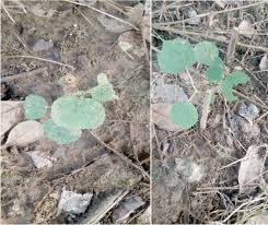 Image result for Pneumatopteris afra