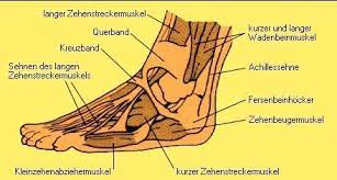 Fuss Anatomie Aus Dem Lexikon Wissen De