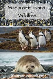 Outnumbered On Macquarie Island Macquarie Island Island Traveling By Yourself
